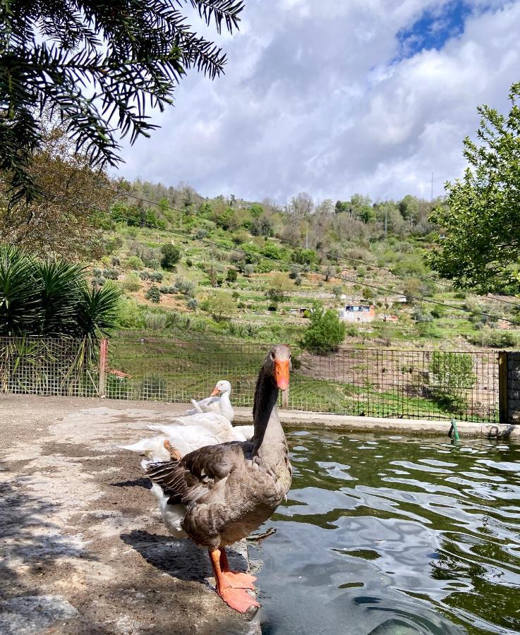 Private Douro- Quinta Das Susandas Мезан-Фриу Экстерьер фото